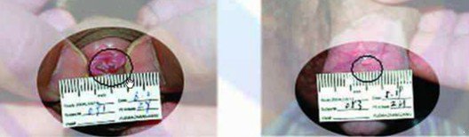 ����ʪ�������