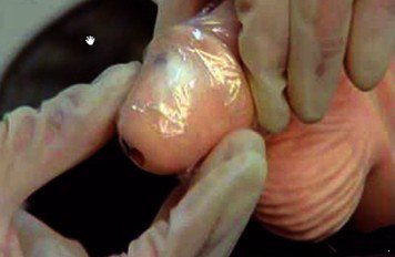 ����ʪ�������