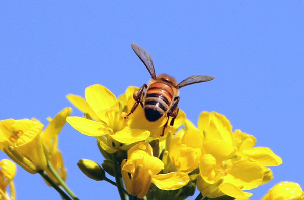 �������￴������Ƥ�ױȽϺ�