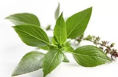 穿心莲能治扁平疣吗